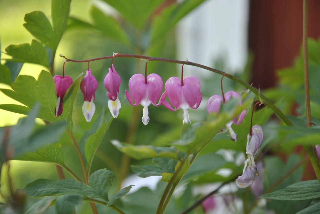 Asens By Hostel Haurida ภายนอก รูปภาพ